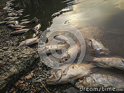 Dead fish on the river. dark water water pollution Stock Photo